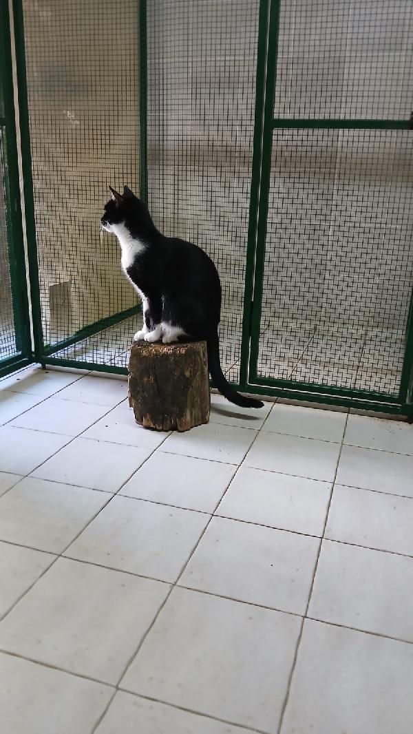 KARIN: DOLCISSIMA MICIA DI 2 ANNI IN GATTILE  Foto 6